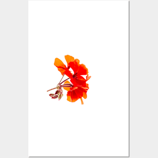 Red Flowers Posters and Art